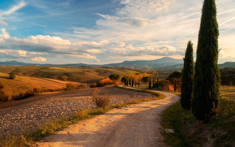 Rolling Tuscan hills with a cypress and a dirt road in the Val d'Orcia at golden hour