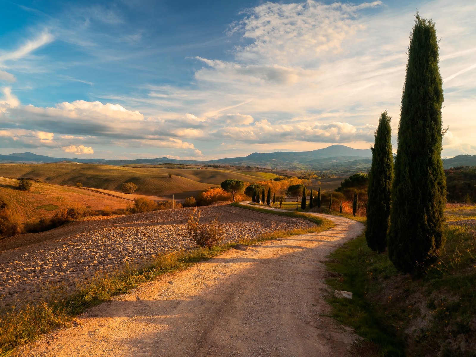 Rolling Tuscan hills with a cypress and a dirt road in the Val d'Orcia at golden hour