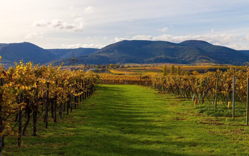 Golden autumn vineyards with the Palatinate Forest hills beyond