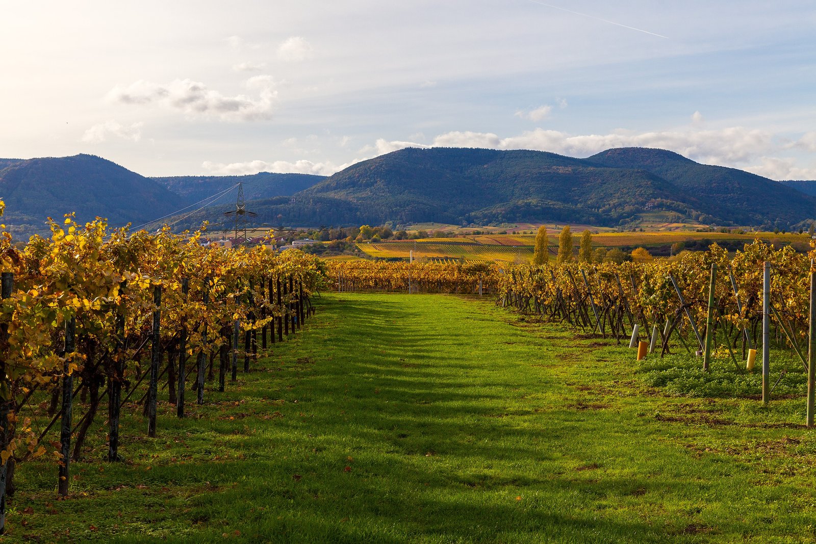 Golden autumn vineyards with the Palatinate Forest hills beyond