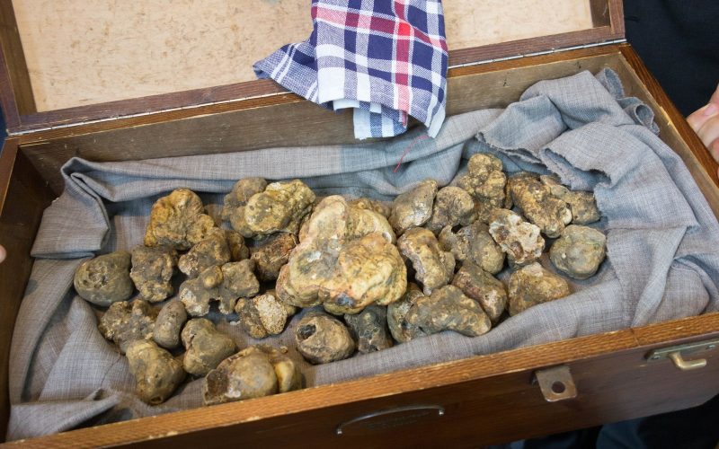 Case of white truffles from Alba laid on grey cloth