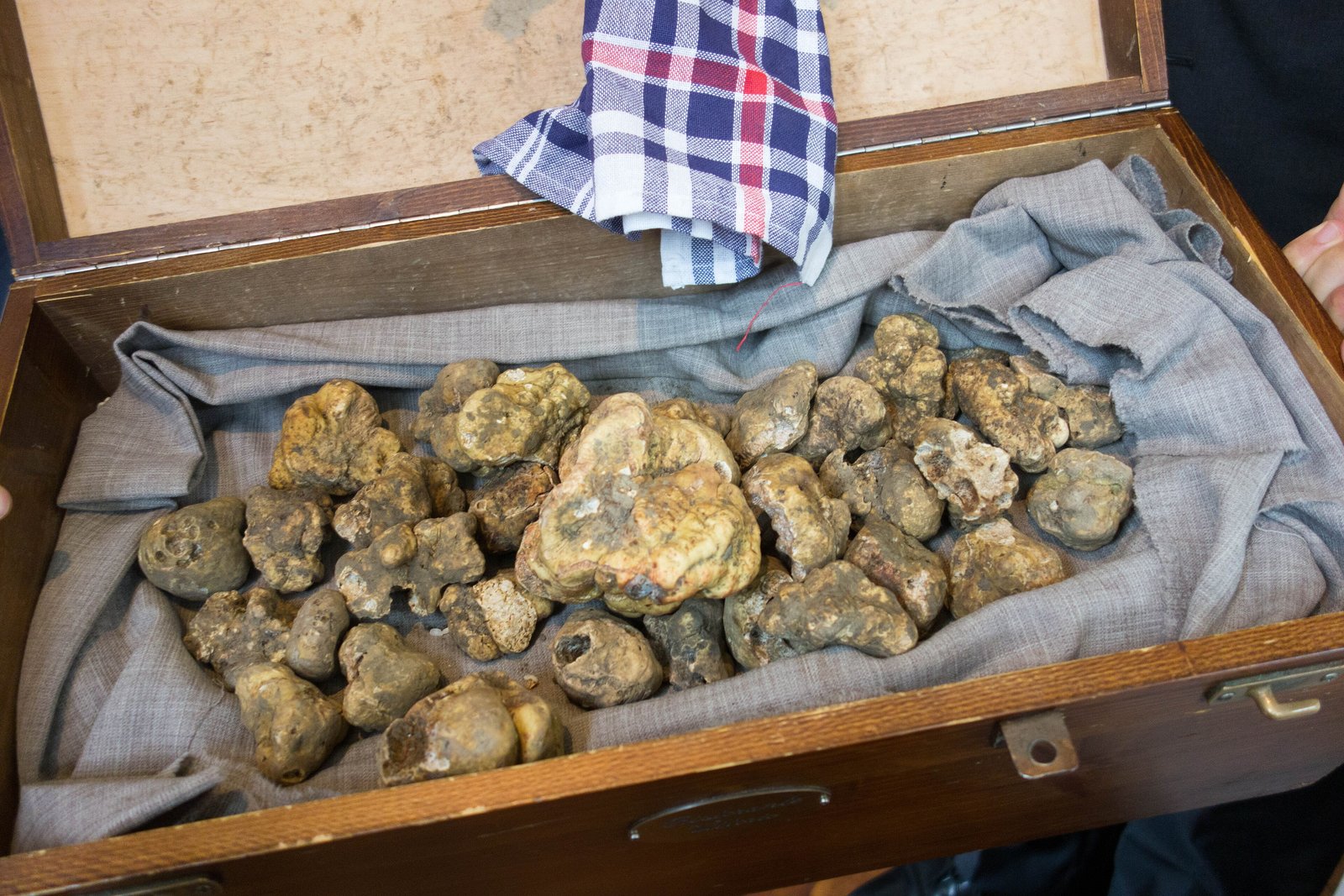 Case of white truffles from Alba laid on grey cloth