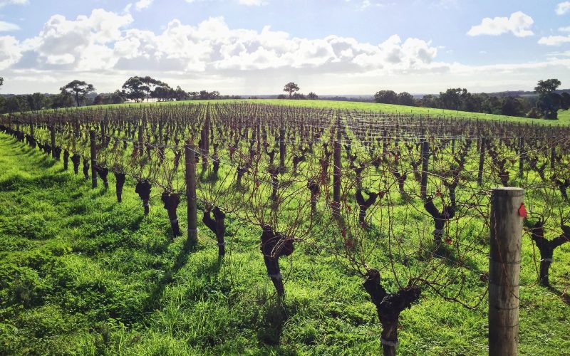 Grapevines and green grass at Gralyn Winery in Margaret River
