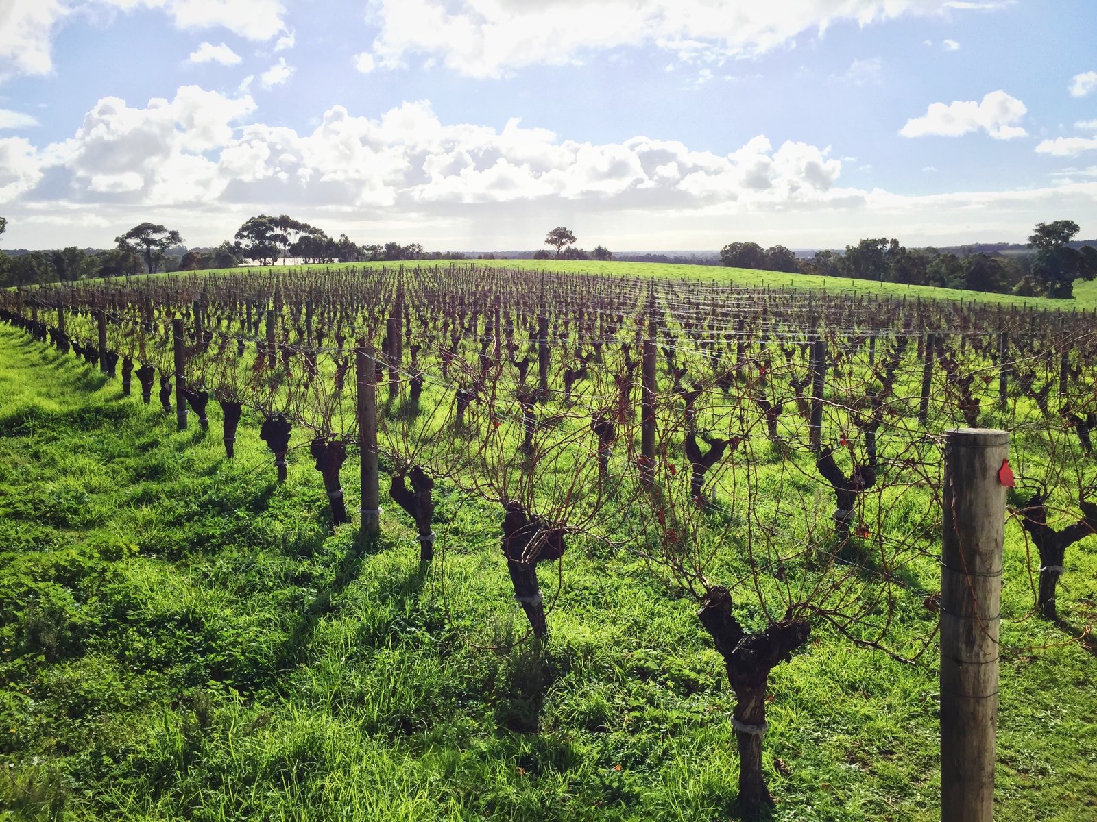 Grapevines and green grass at Gralyn Winery in Margaret River