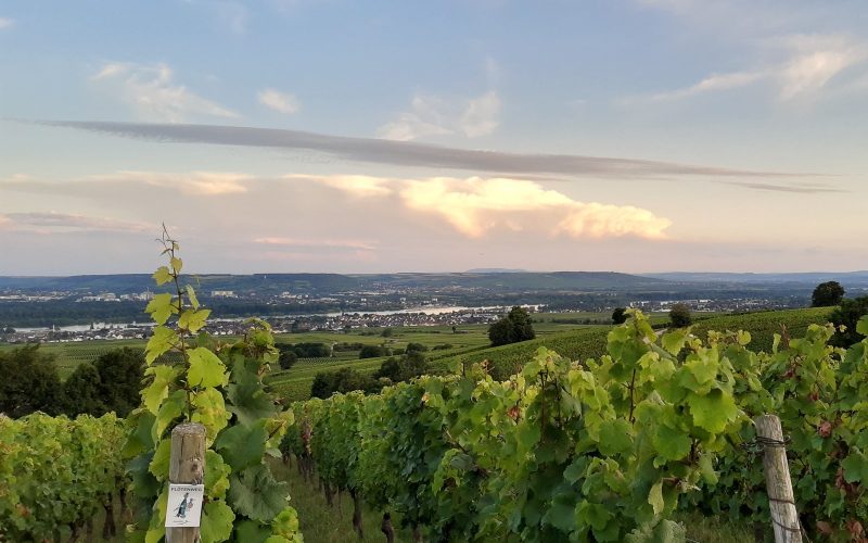 Vines in the Rheingau near Hallgarten under a soft evening sky