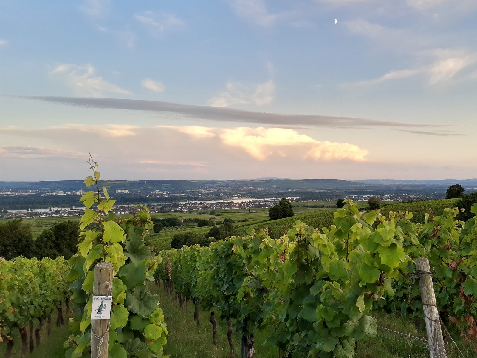 Vines in the Rheingau near Hallgarten under a soft evening sky