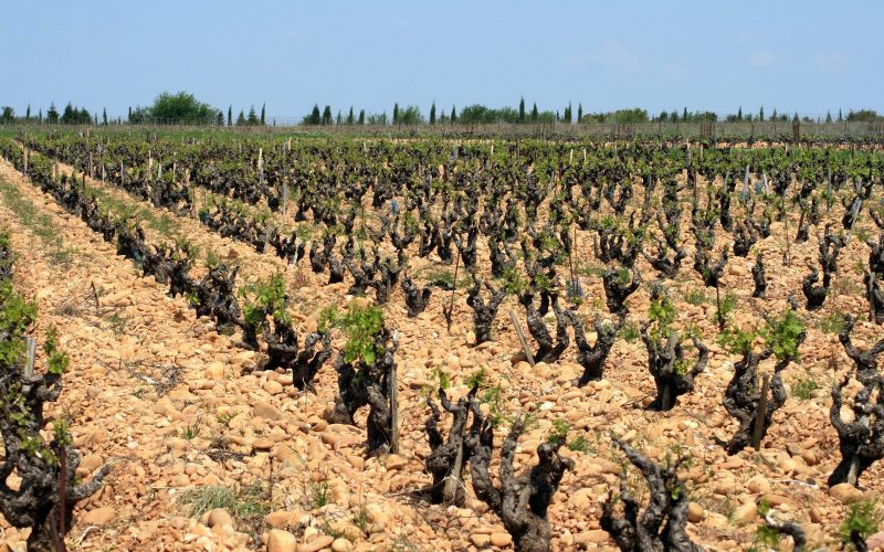 Old vines in rows on pebbly galet soil at Châteauneuf-du-Pape