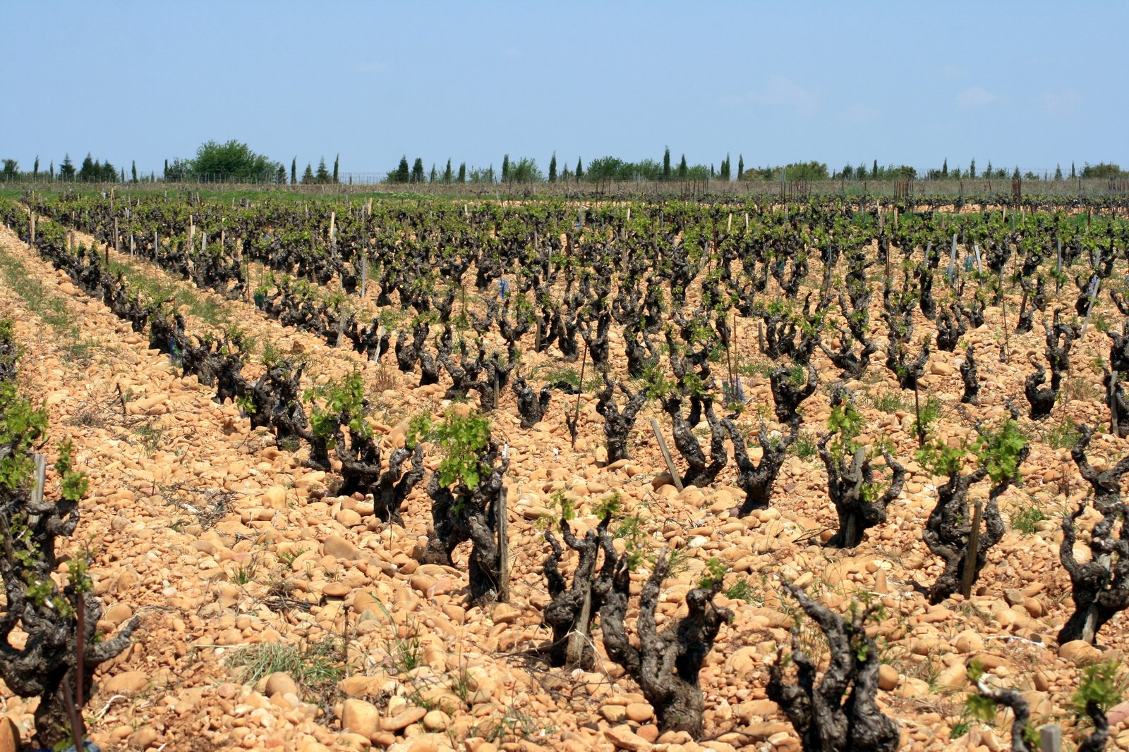 Old vines in rows on pebbly galet soil at Châteauneuf-du-Pape