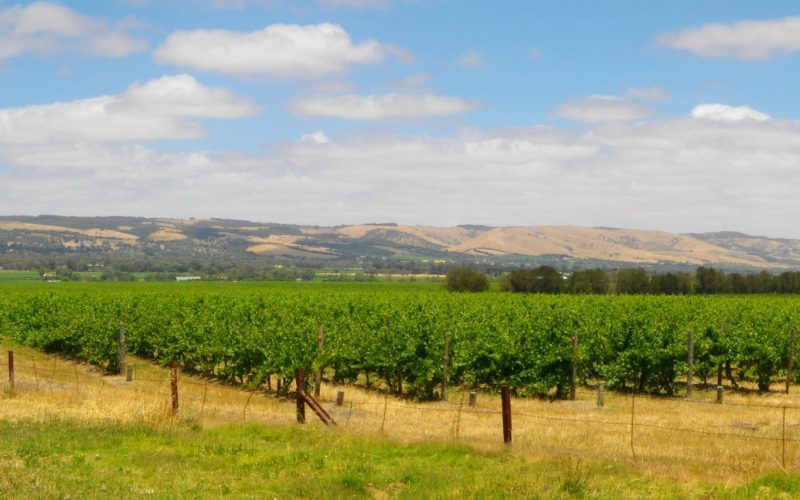 Green vineyards in the McLaren Vale wine region with golden hills behind