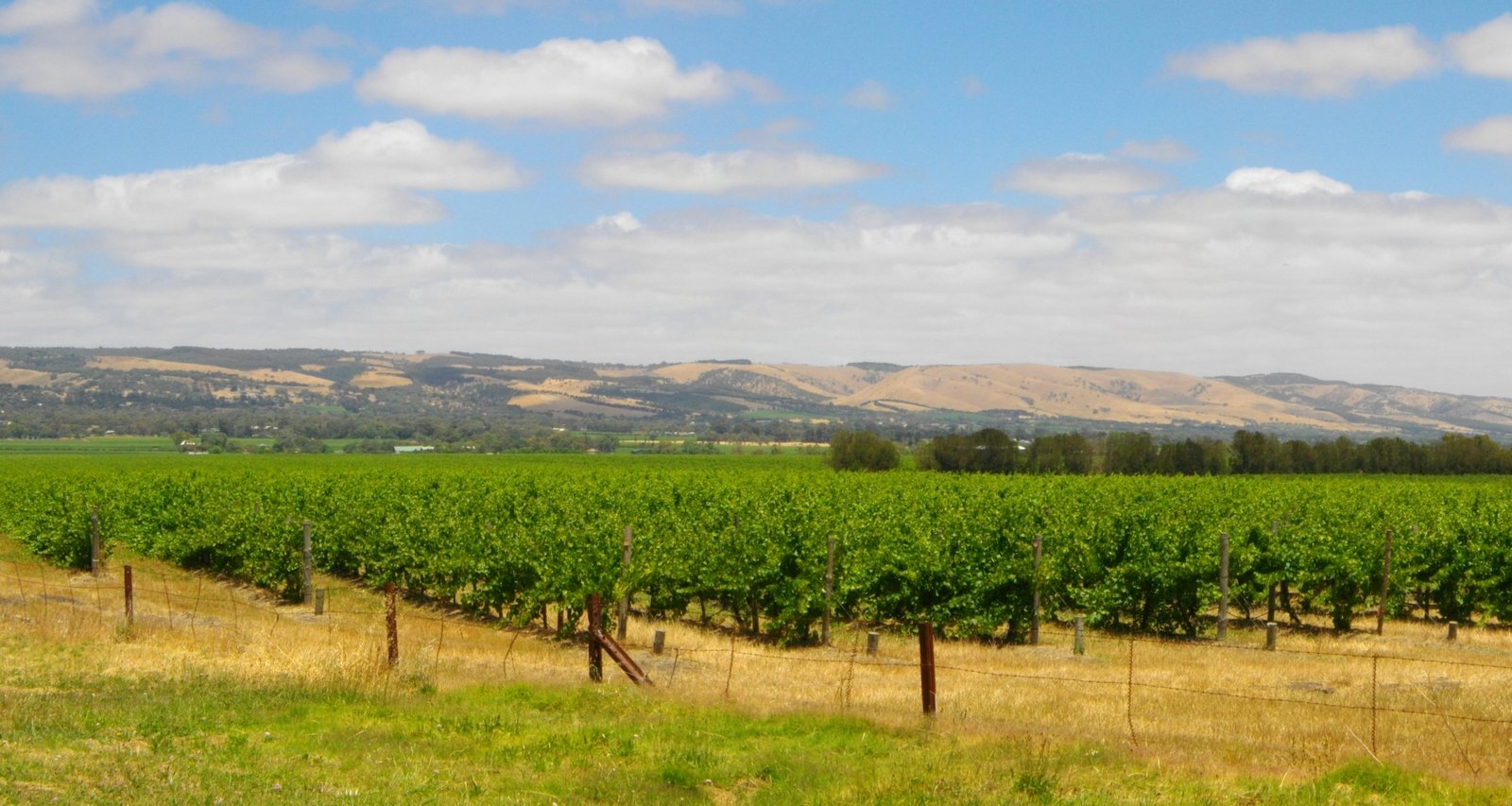 Green vineyards in the McLaren Vale wine region with golden hills behind