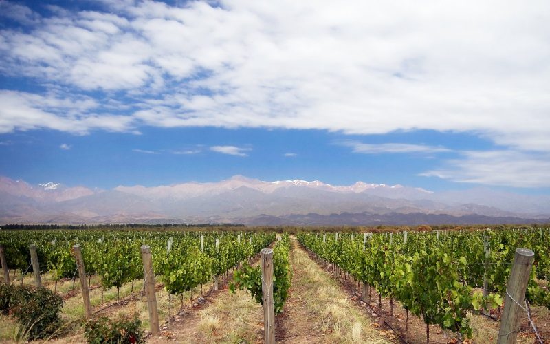 Rows of vines with the Andes behind in Mendoza