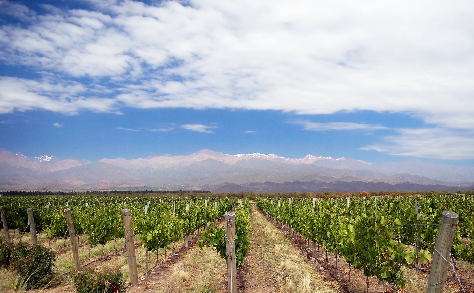 Rows of vines with the Andes behind in Mendoza