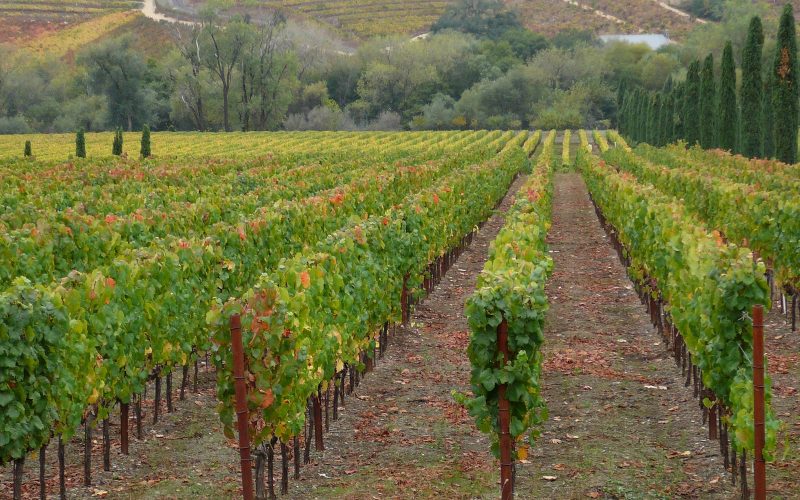 Vineyard rows in Dry Creek Valley near Healdsburg