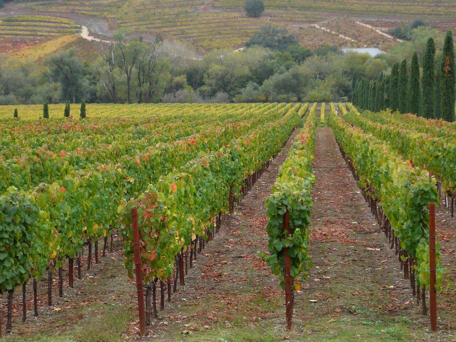 Vineyard rows in Dry Creek Valley near Healdsburg