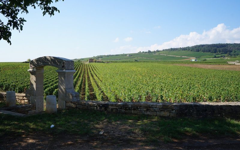 Vineyard rows of the Côte de Beaune under a blue sky, Burgundy