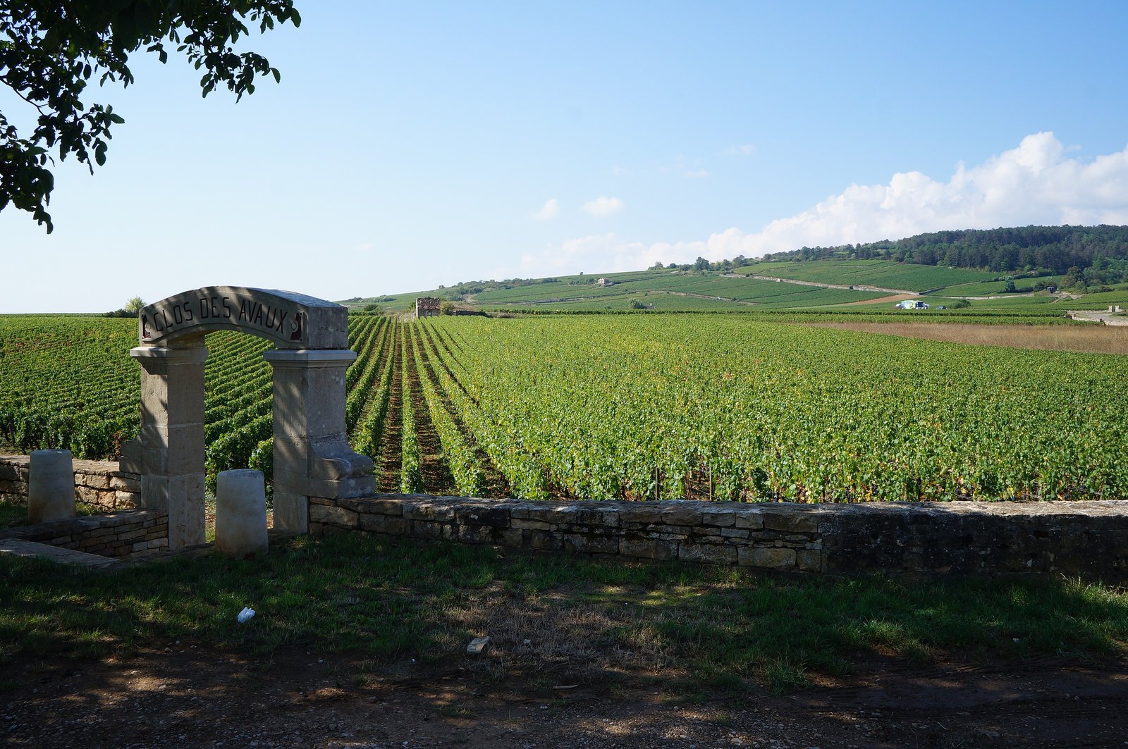 Vineyard rows of the Côte de Beaune under a blue sky, Burgundy