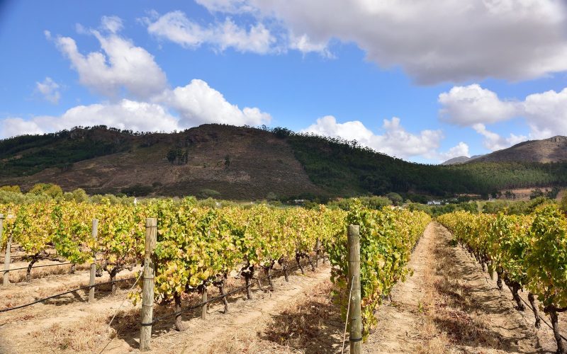 Autumn vineyard rows with mountains and clouds in Franschhoek