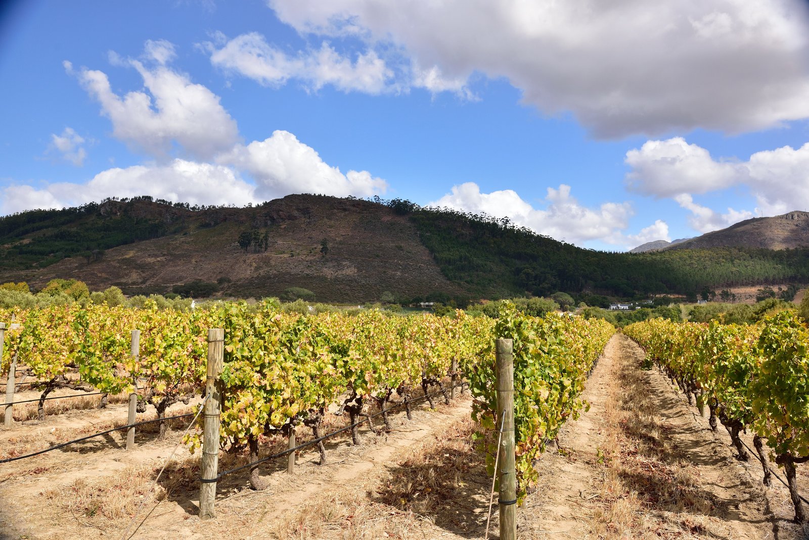 Autumn vineyard rows with mountains and clouds in Franschhoek