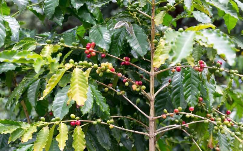 Ripe red and green coffee cherries on a Kona coffee branch