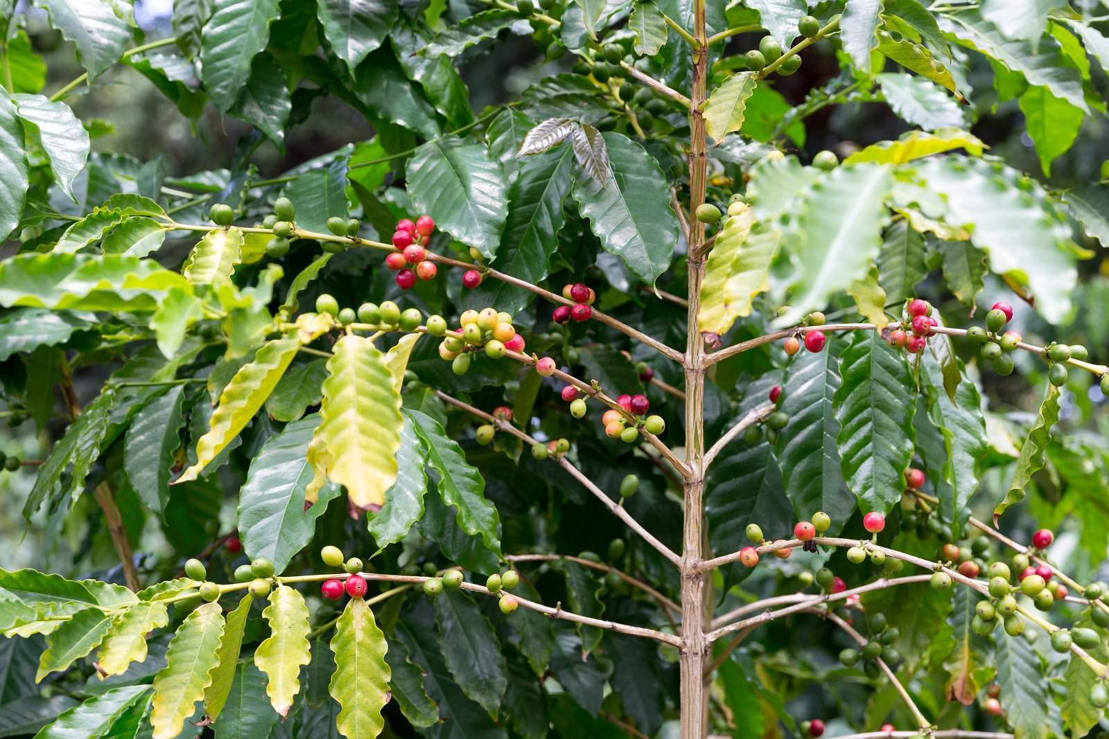Ripe red and green coffee cherries on a Kona coffee branch