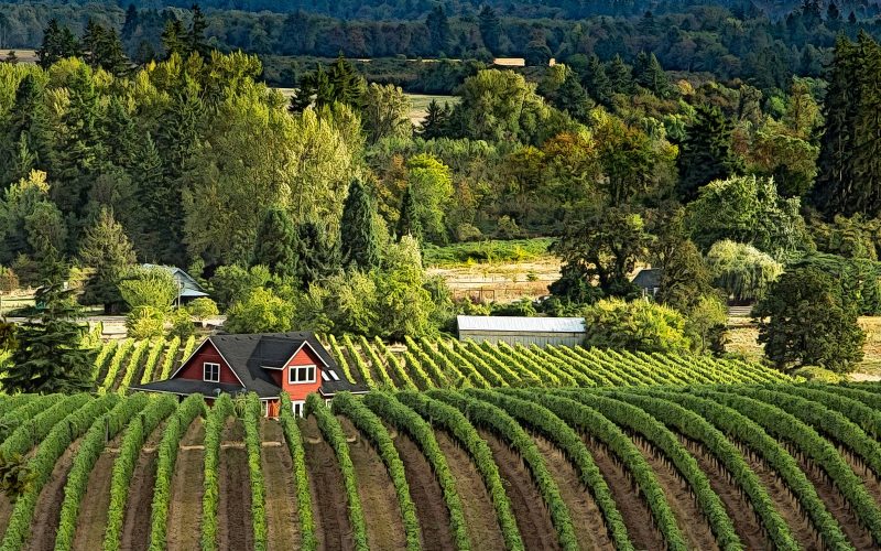Vineyard rows and a red farmhouse in Oregon's Willamette Valley