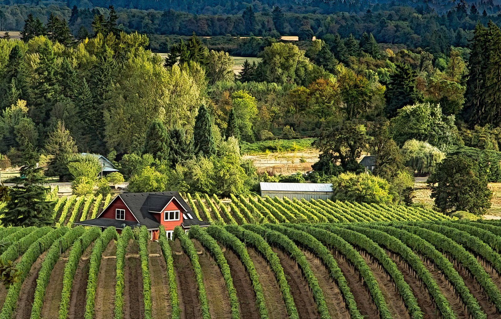 Vineyard rows and a red farmhouse in Oregon's Willamette Valley