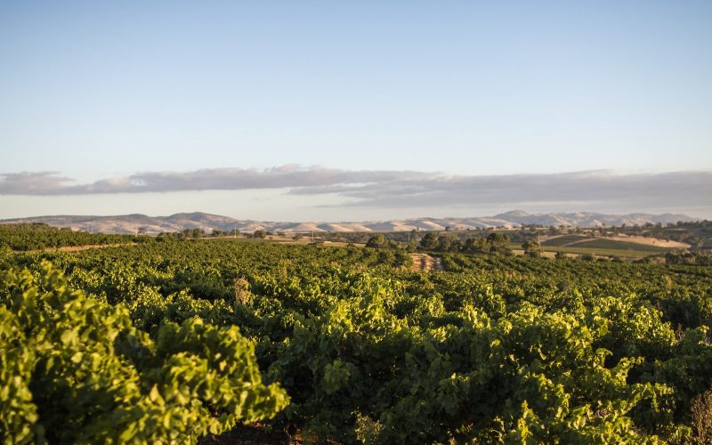 Vineyards of the Barossa Valley at Tanunda with hills behind