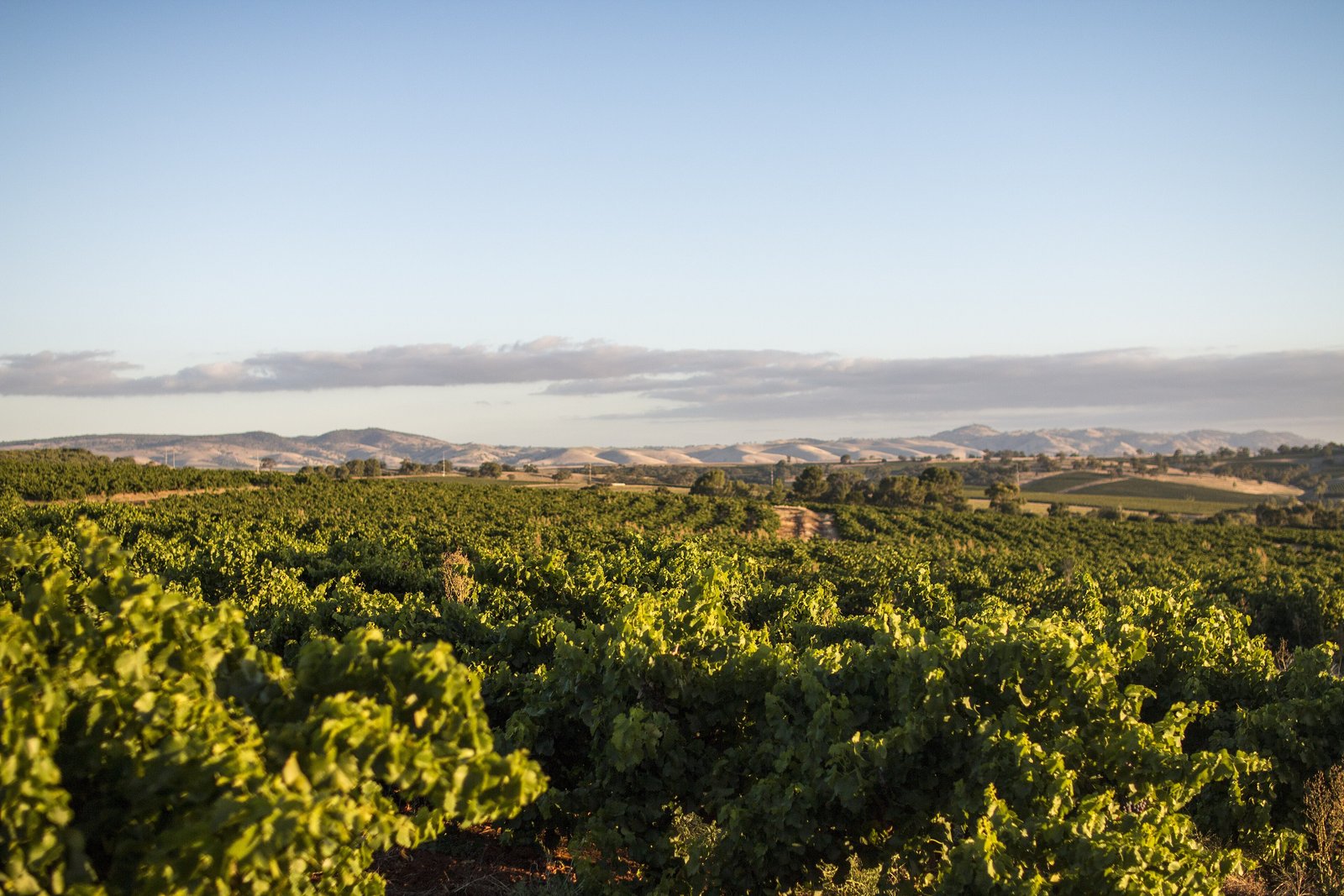 Vineyards of the Barossa Valley at Tanunda with hills behind