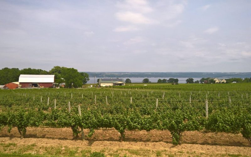Vineyard rows above Cayuga Lake at Cayuga Ridge Estate in the Finger Lakes