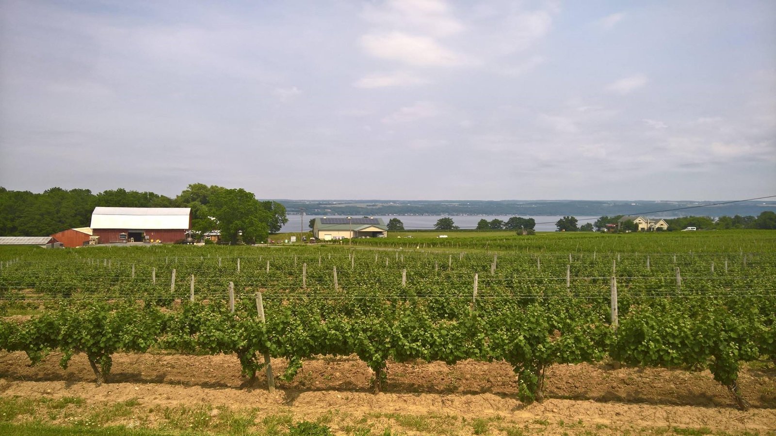 Vineyard rows above Cayuga Lake at Cayuga Ridge Estate in the Finger Lakes