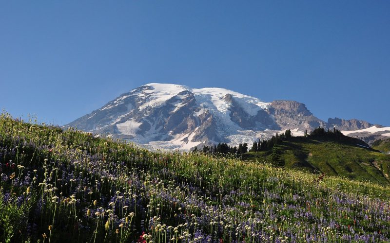 Mount Rainier above a wildflower meadow, Washington