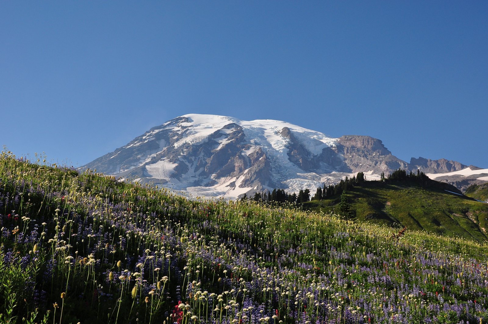 Mount Rainier above a wildflower meadow, Washington