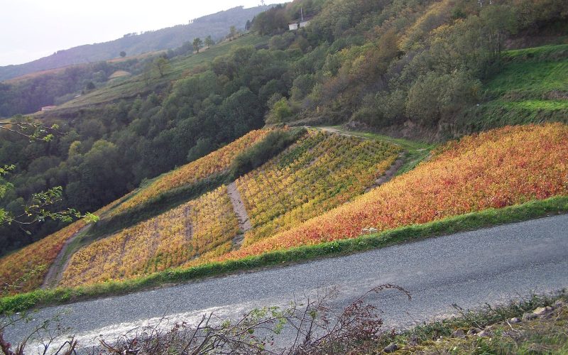 Terraced Beaujolais vineyards in autumn colours above a country road
