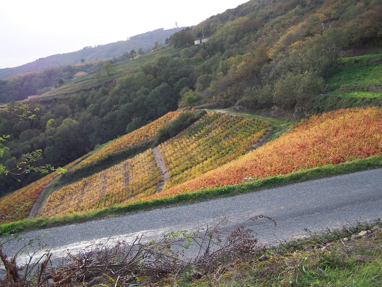 Terraced Beaujolais vineyards in autumn colours above a country road