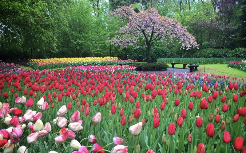 Tulip beds and a flowering tree in the Keukenhof gardens