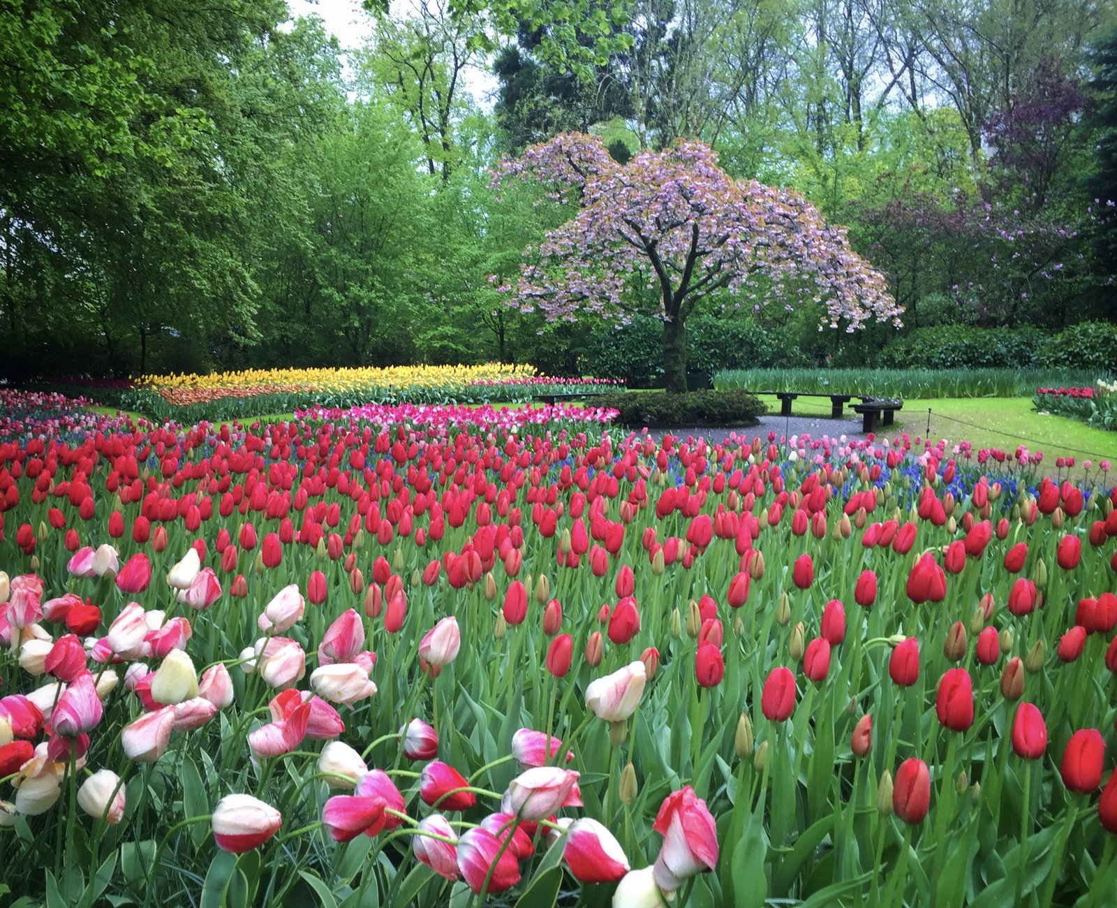 Tulip beds and a flowering tree in the Keukenhof gardens