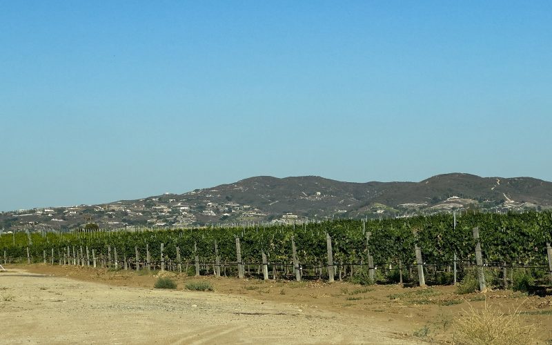 Vineyard and Oak Mountain in Temecula Wine Country