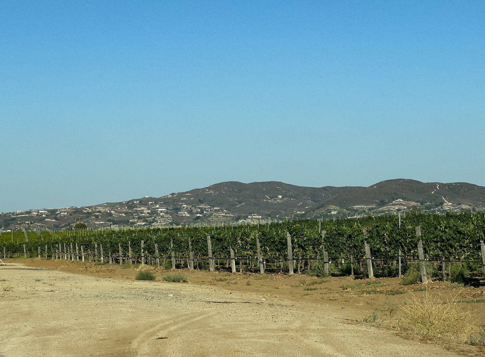 Vineyard and Oak Mountain in Temecula Wine Country