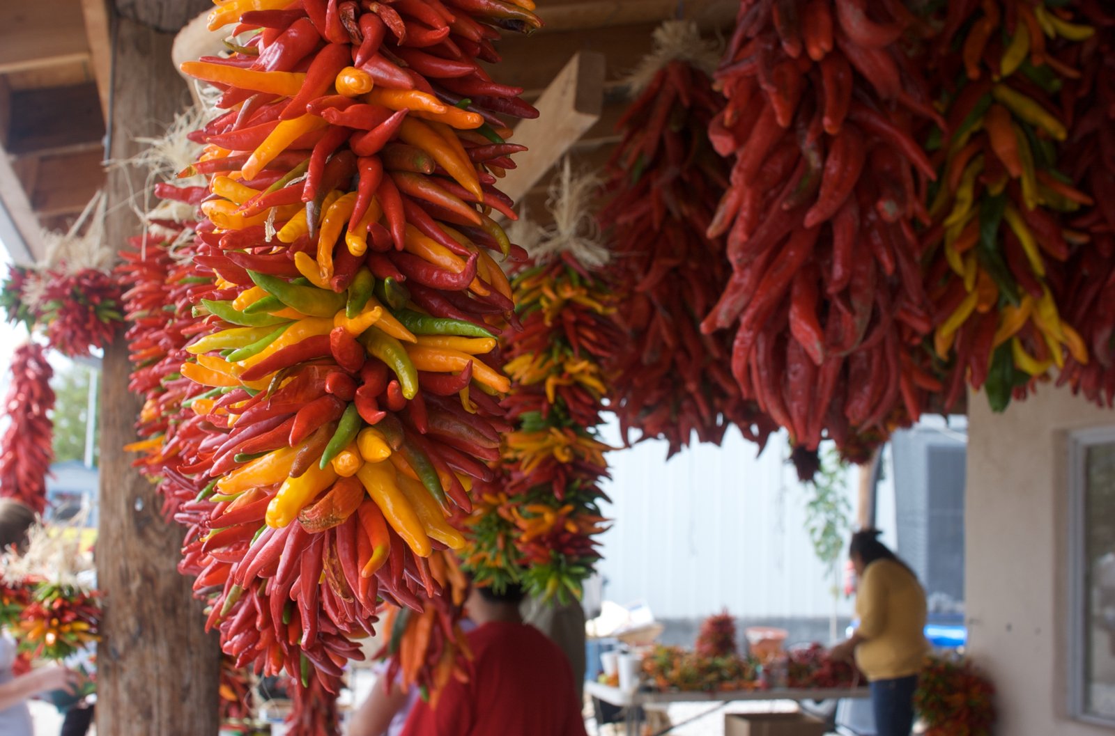 Bunches of red and orange chile ristras hanging at a New Mexico market