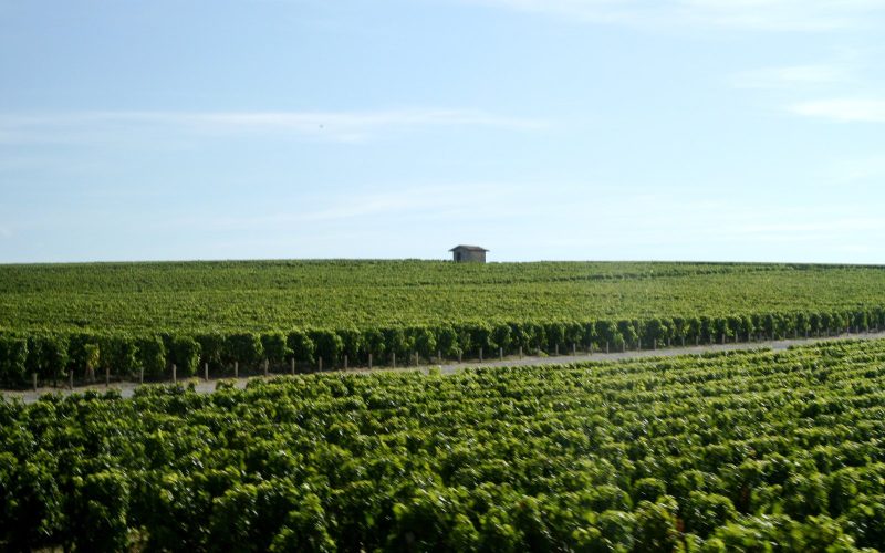 Rows of vines under a clear sky at Château Cos d'Estournel in the Médoc