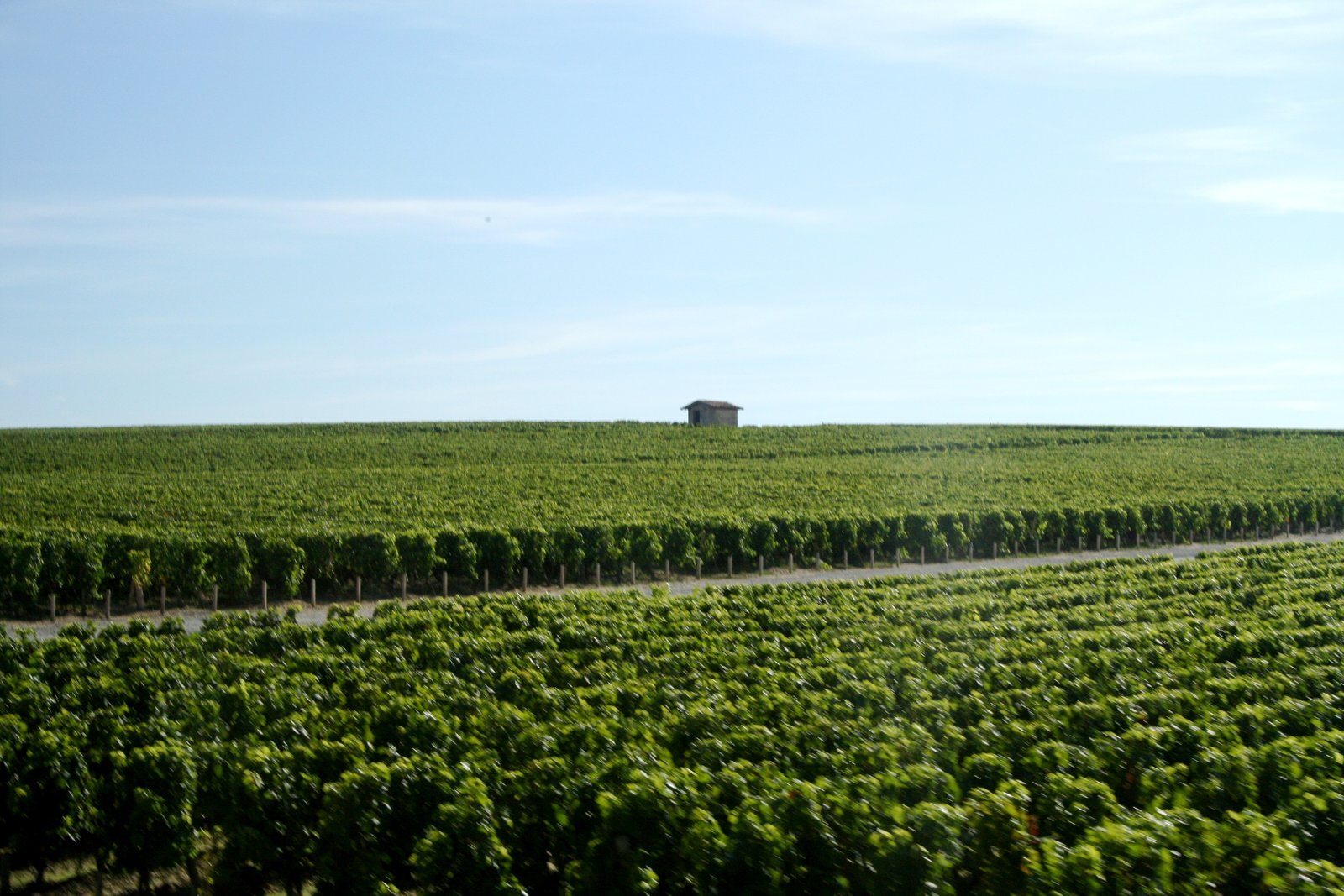 Rows of vines under a clear sky at Château Cos d'Estournel in the Médoc