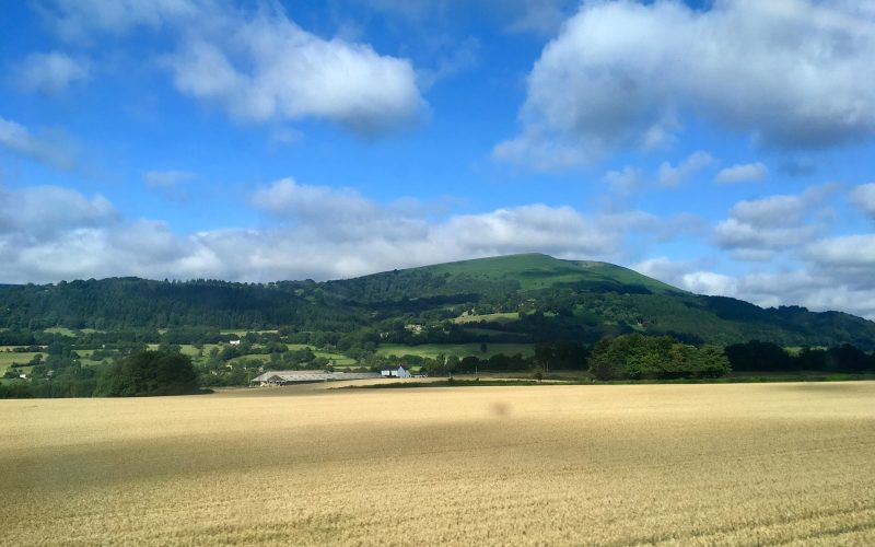 Sugar Loaf hill above wheat fields near Abergavenny