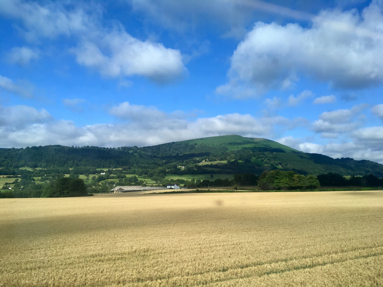 Sugar Loaf hill above wheat fields near Abergavenny