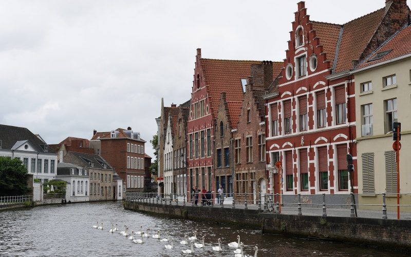 Swans on a canal lined with red-brick gabled houses in Flanders
