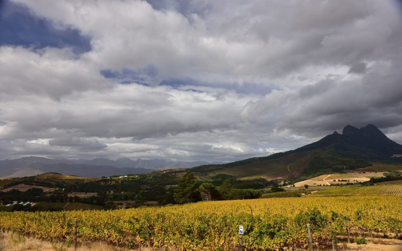 Autumn vineyards beneath a cloudy mountain at Warwick Wine Estate in Stellenbosch