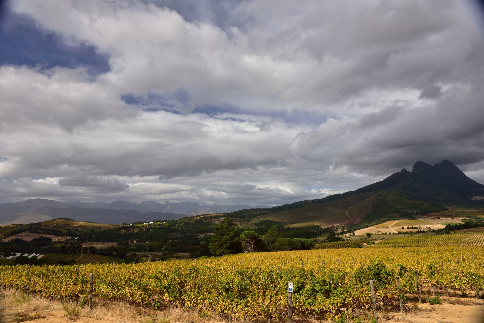 Autumn vineyards beneath a cloudy mountain at Warwick Wine Estate in Stellenbosch