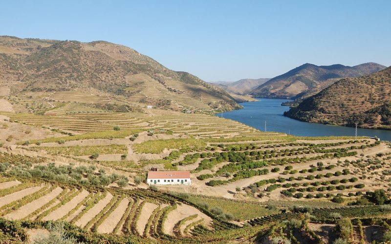 Terraced vineyards above the Douro river in Portugal