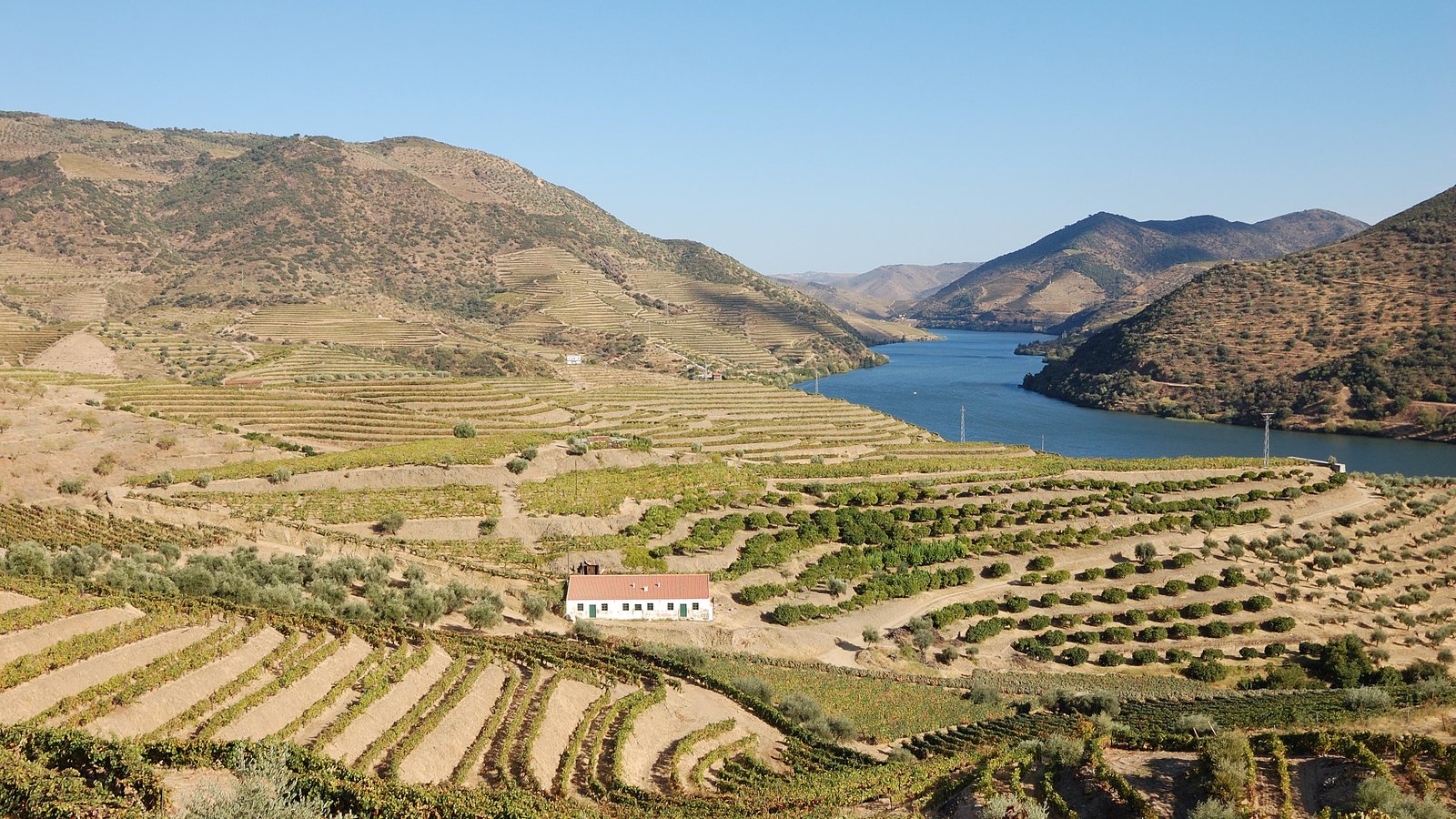 Terraced vineyards above the Douro river in Portugal