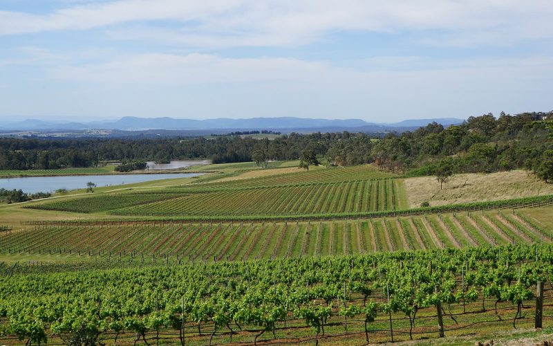 Vineyard rows and a lake in the Hunter Valley, New South Wales