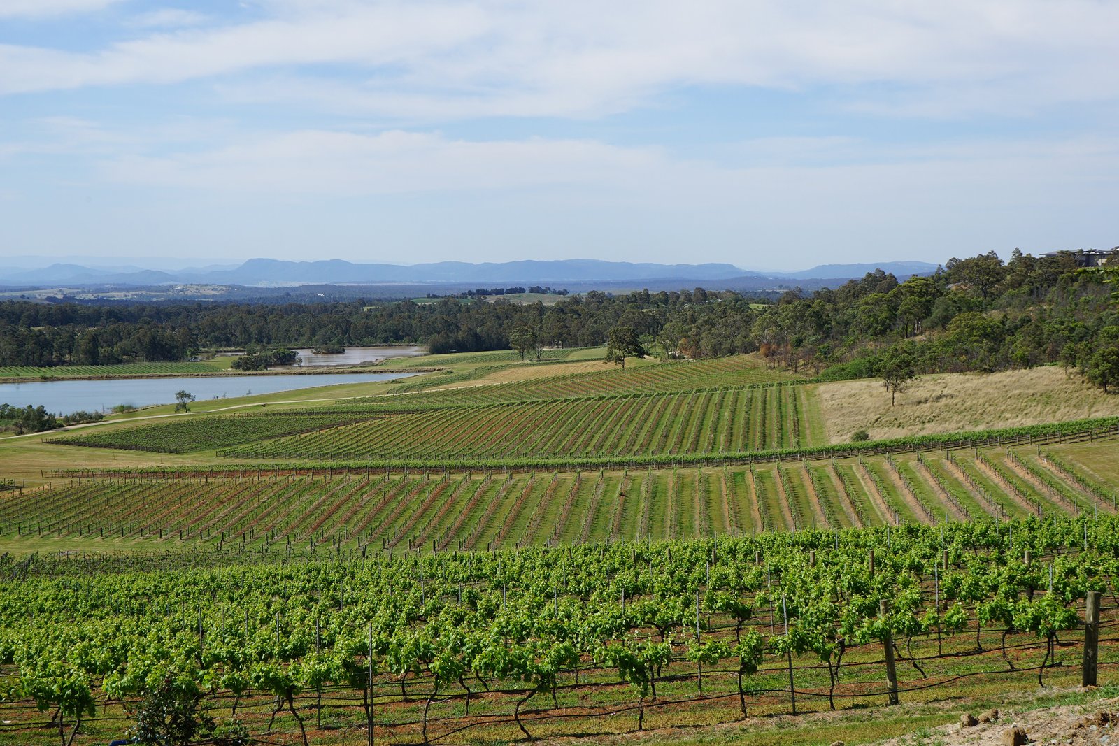Vineyard rows and a lake in the Hunter Valley, New South Wales